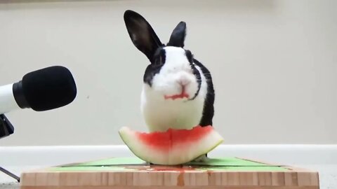 Rabbit eating watermelon ASMR