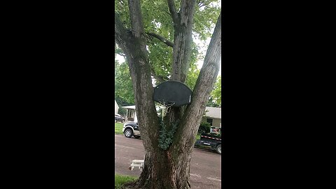 cuteness overload baby squirrel on my basketball hoop