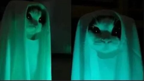 OMG! Ghost Cats, Funny And Cute Cats Compilation - Animals lover Video 2022