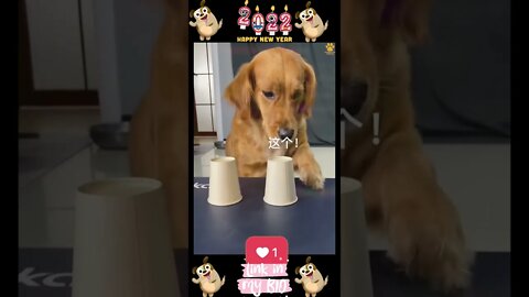 #23_😂🐶😂 #Baby #Dogs - #Cute and #Funny #Dogs #Video 😂🐶😂 (#2022)