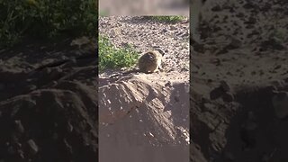 Meerkat Digs Out His Prey