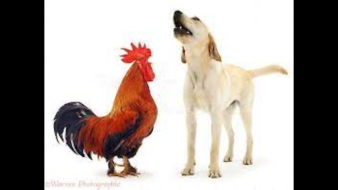 Crazy fight rooster attacking dog ||video ||2021