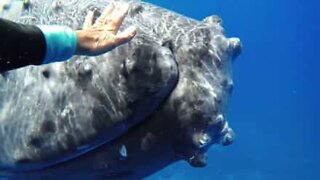 Det magiske øjeblik mellem en pukkelhval og en dykker
