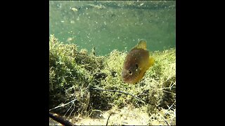 pumpkinseed on the bed