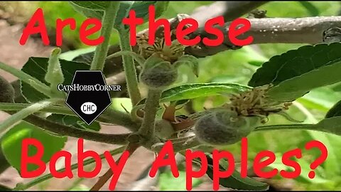 Are These Baby Apples? May 7, 2022