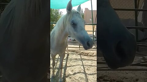 #reels #funnyvideo #viralvideo #trending #ytshorts #horse #how #howto @Ayaanblcok