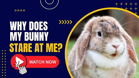 Why Does My Bunny Stare at Me? Common Reasons Explained
