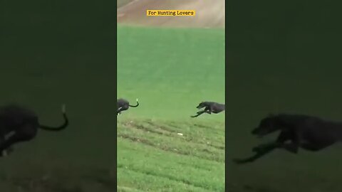 Greyhounds chasing Hare | galgos y liebres 🐇|赛狗和野兔 | السلوقي يطارد الارنب | ग्रेहाउंड और खरगोश