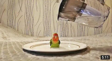 Parrot Bathing - Smart And Funny Parrot