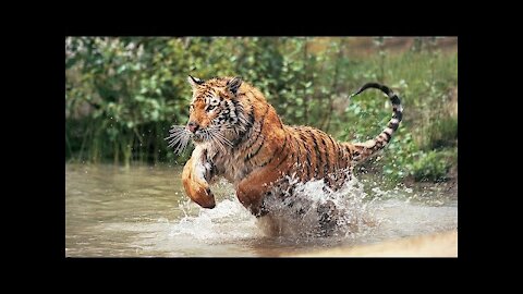 Beautiful World - Wild Animals | Short Film | HameedWattoo