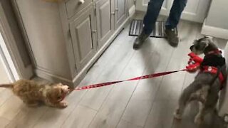 Puppy tries to take older brother for a walk