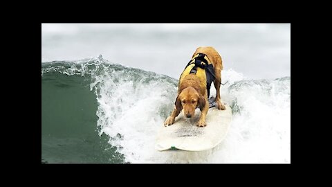 Surfing Happy Dog