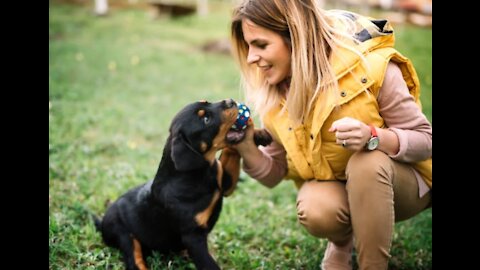 ROTTWEILER ATTACK ON SMALL ROTTWEILER _ THOR Morning Walk _Shai .mp4