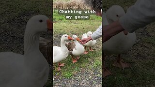 Chatting with geese