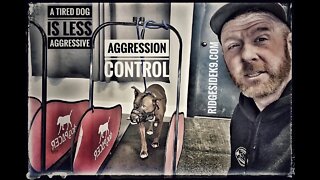 Aggression Control. Part of The Steps with an Aggressive Pitbull