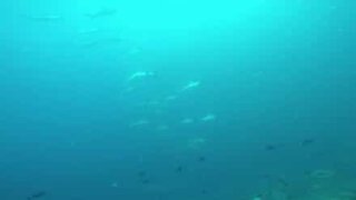 Des dizaines de requins-marteaux aperçus en Australie