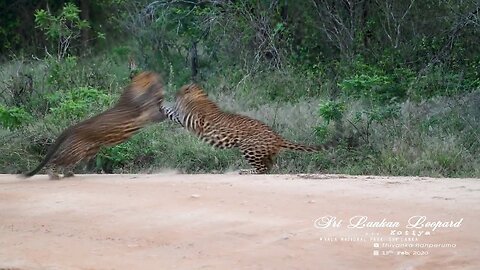 The Leopard 'BIG Cat' Fight - Yala National Park