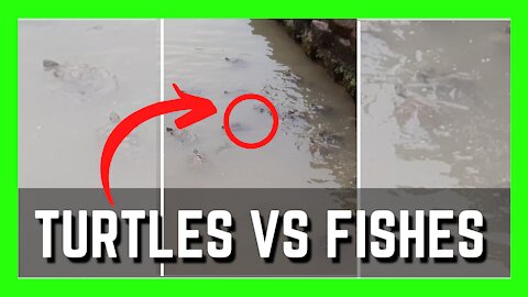 Fishes Are Faster Than Turtles In This Competition | Funny Animals