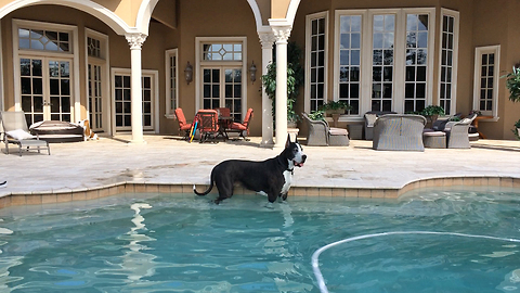 Great Dane enjoys a drink and a stroll in the pool