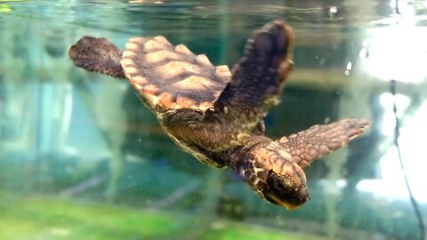 SOUTH AFRICA - Cape Town - Rescued Loggerhead Turtles (Video) (Pai)
