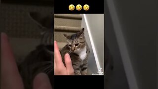 #animals #catvideos #funnyvideo #short #reel #short #short #short credits to funnyanimals497