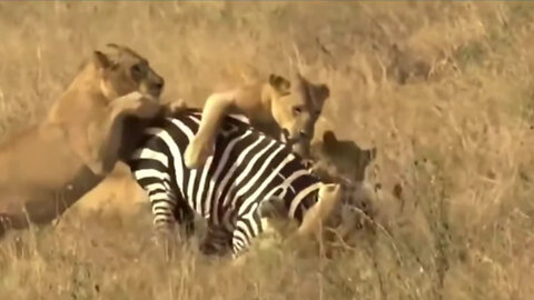 The lion is the zebra killing machine