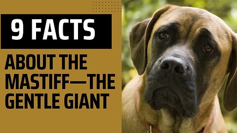 9 Fun Facts About the Mastiff—the Gentle Giant.