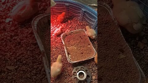 Baby chicks destroying garden destroying June bugs