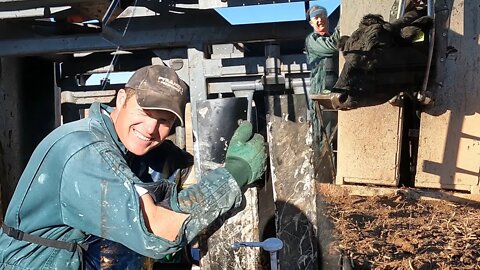 Pregnancy Testing the Ranch Cows!