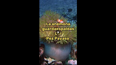 pez payaso y la anémona se ayudan mutuamente.