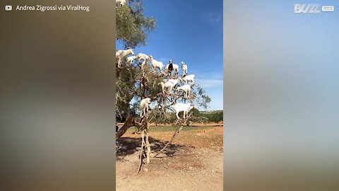 Herd of goats spotted on tree