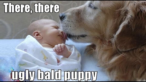 Cute Dogs taking care of babies.