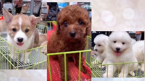 Cutest Puppies in the Worlds 2021, Cute Puppies Doing Funny Things - Cutest Dogs