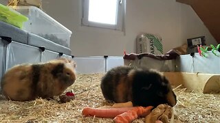 Guinea pigs discussion