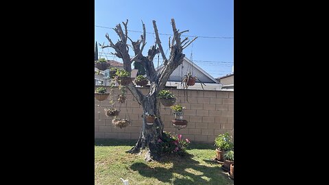 My Strawberry Tree in California