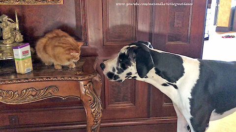 Meowing Cat Interrupts Great Danes' Dinner To Ask For Catnip