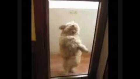 dogs dancing, what fun