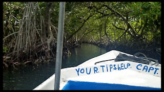 Mangrove Tunnel - Roatan