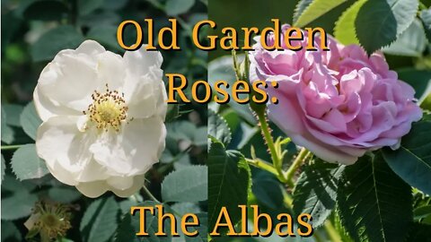 Old Garden Roses: The Albas