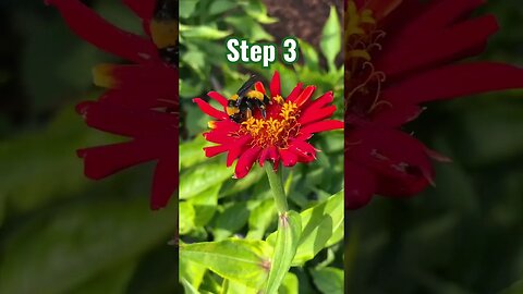 Plan Your Garden in 5 Simple Steps