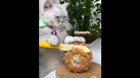 Cat Cooking Delicious Meal Must Watch!!