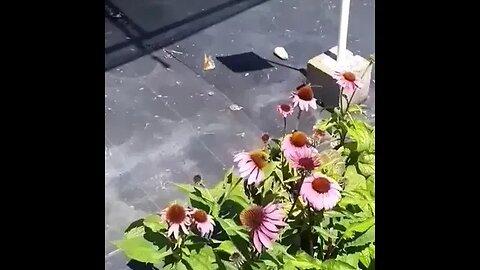 Butterfly Utopia