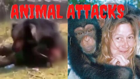 Gruesome & Gory Animal Attacks | Disturbing Content From Around The Internet