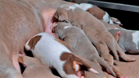 STOP Breeding American Bully's if You're This Type of Breeder! | Bully's From UK