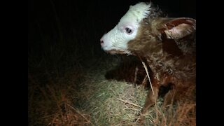 Baby Calf Born
