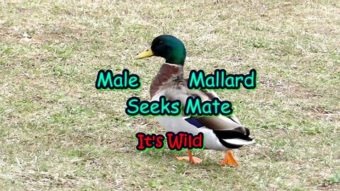 Male Mallard Seeks Mate