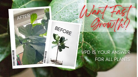 How To Get Houseplants To Grow Fast With Science. Why Vapour Pressure Deficit Matter For Houseplants