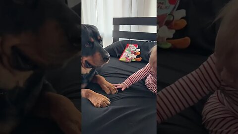 Rottweiler Takes Baby Toy Away