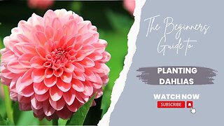 The Beginners Guide to Planting Dahlias