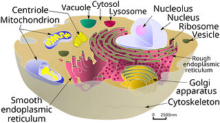 Cell Structure and Organelles of Animal and Plant Cells